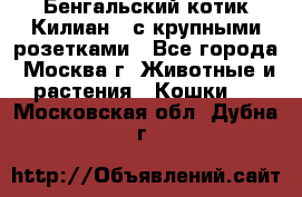 Бенгальский котик Килиан , с крупными розетками - Все города, Москва г. Животные и растения » Кошки   . Московская обл.,Дубна г.